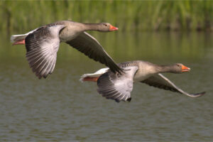 Guide to Seamlessly Migrate Affiliate Program to New Platform